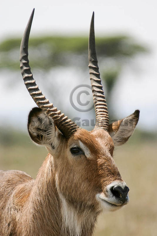 04 03 27 Nakuru IMG 51