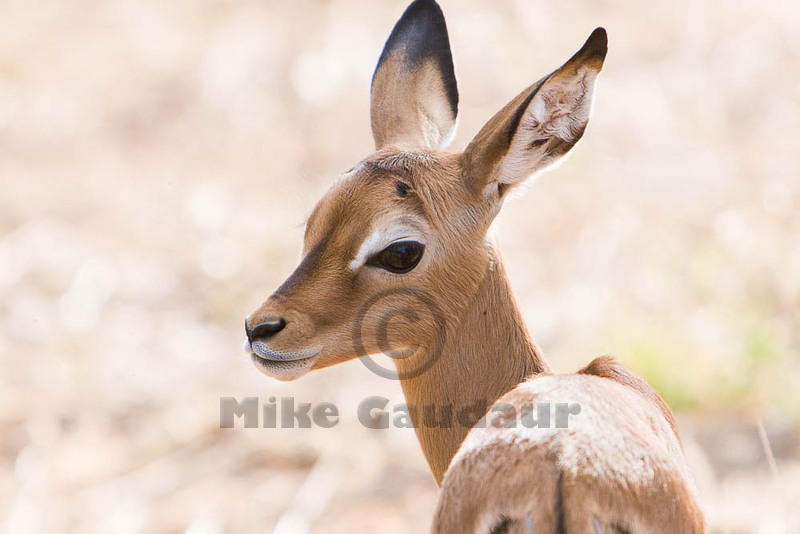 07 07 16 Samburu impala-calf