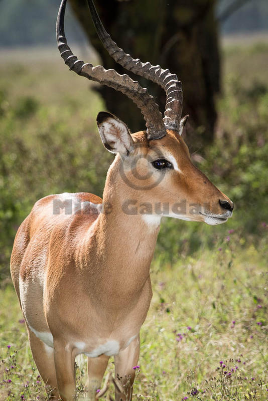 2011-11-6 Nakuru MG 6226