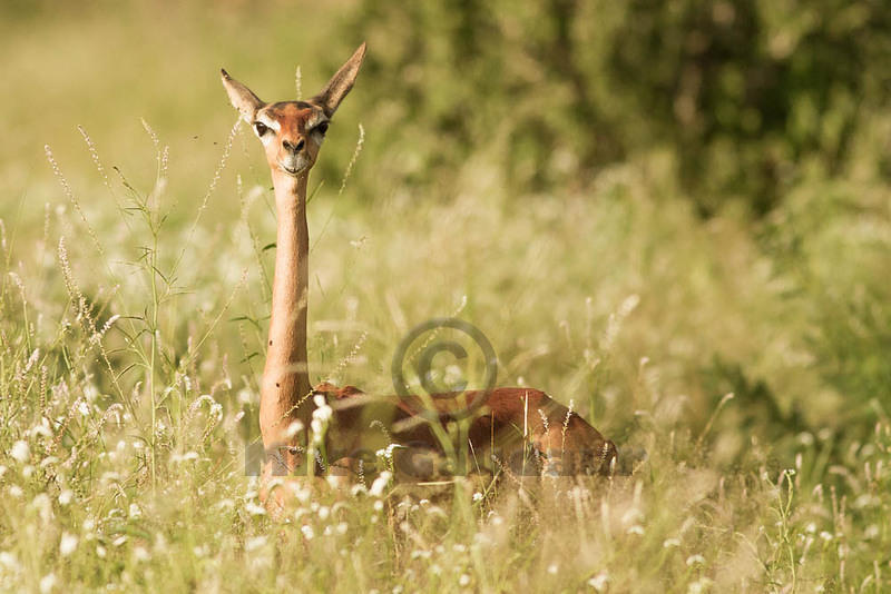 2011-12-17 Samburu MG 7457