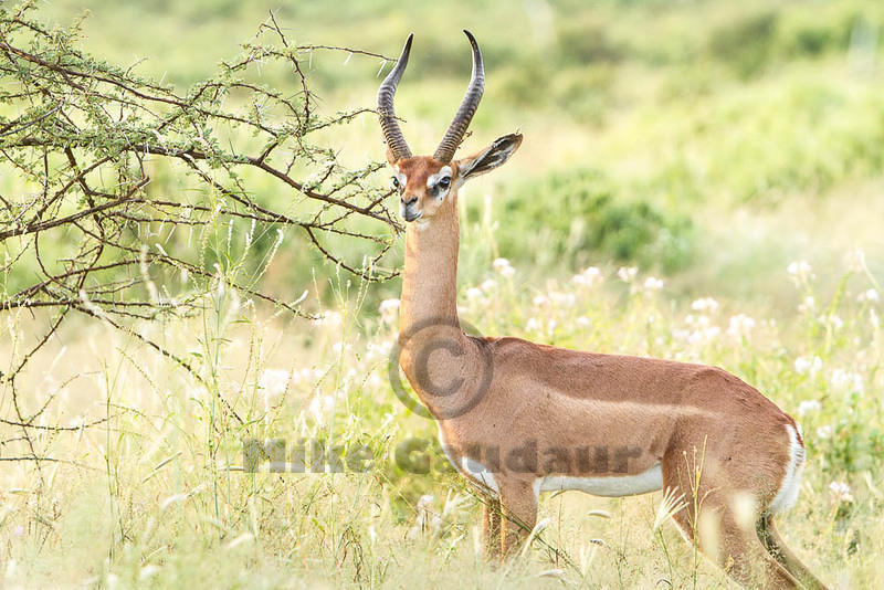 2011-12-17 Samburu MG 7551