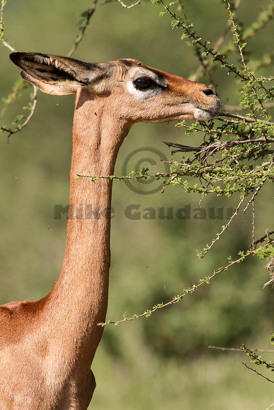 2011-12-17 Samburu MG 7674