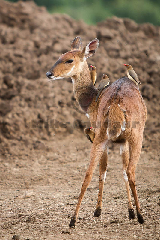 2011-12-18 the-Ark MG 8271