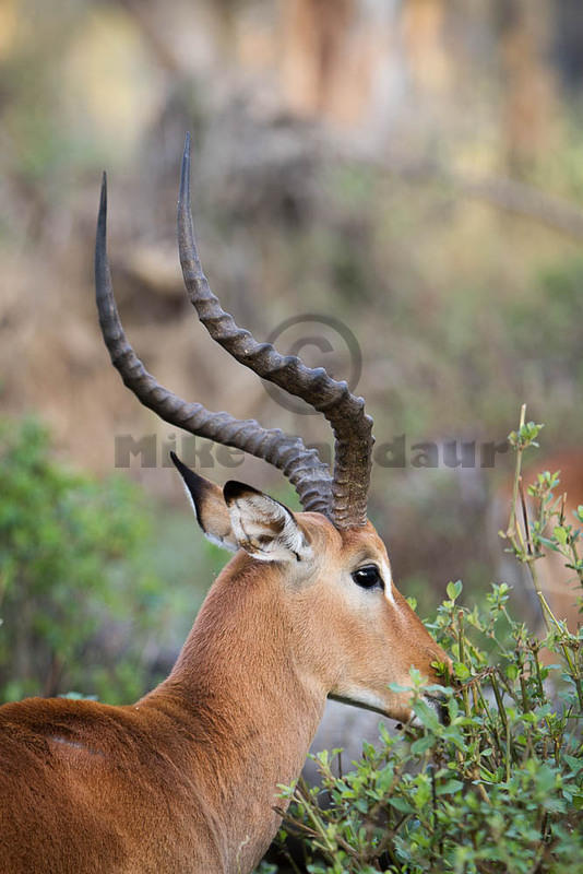 2012-04-12 Nakuru MG 2779