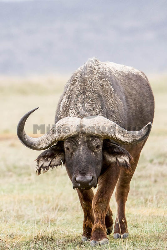 2012-04-12 Nakuru MG 2633