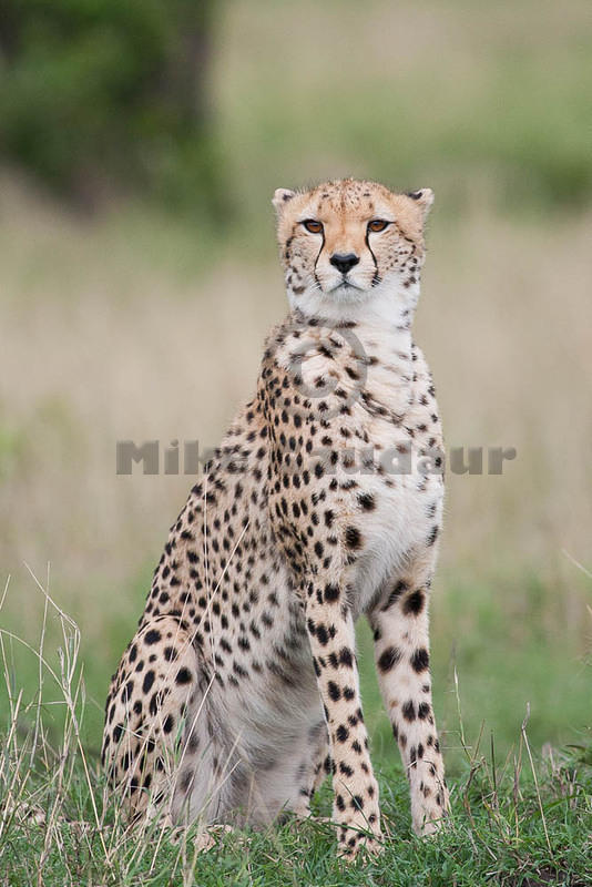 2012-04-16 Masai Mara MGP1636