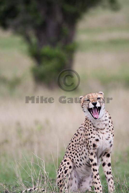 2012-04-16 Masai Mara MGP1643