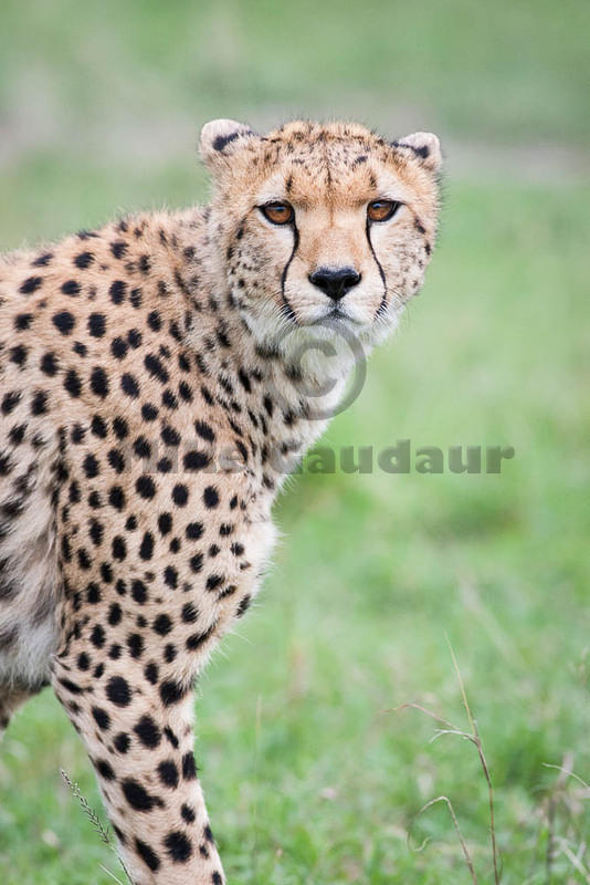 2012-04-16 Masai Mara MGP1676