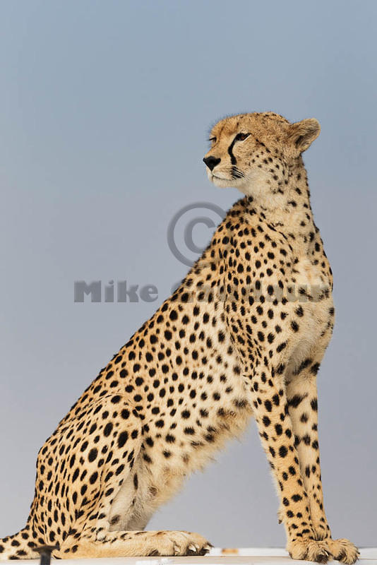 2012-07-21 Masai Mara MGP4452-Edit