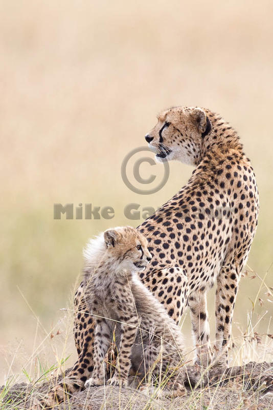 2012-07-21 Masai Mara MG 6551