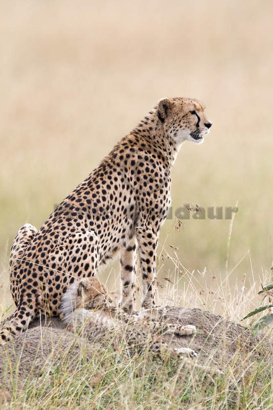 2012-07-21 Masai Mara MG 6573