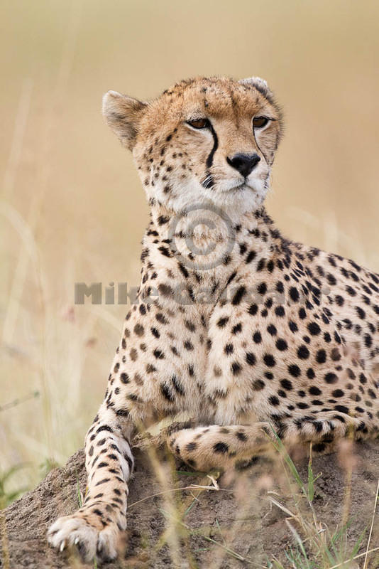 2012-07-21 Masai Mara MG 6650
