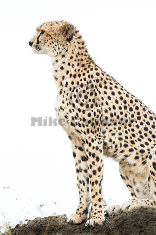 2012-07-21 Masai Mara MG 6732