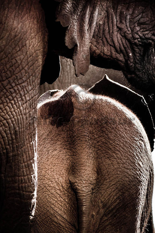 2011-12-18 the-Ark elephant-abstract-composition