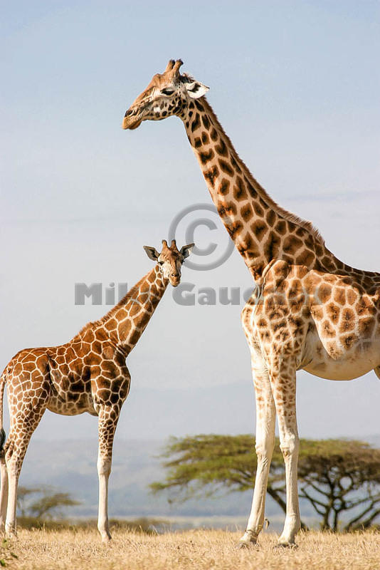 04 02 14 Melewa complimentary-giraffe-necks