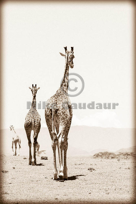 06 03 16 Crescent Island departing-giraffe-parade-monochrome