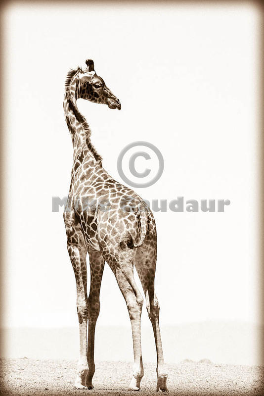 06 03 16 Crescent Island sepia-giraffe-backward-glance