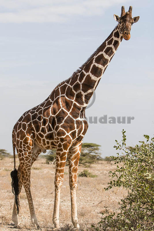 07 07 16 Samburu MG 4567