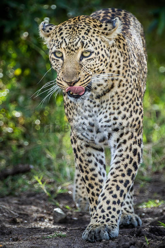  2012-08-10 Masai Mara-6
