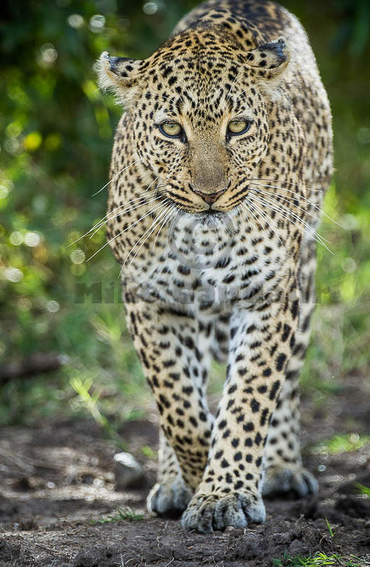 2012-08-10 Masai Mara-7