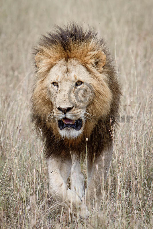 2011-06-08 Masai Mara prowling-lion-approaching