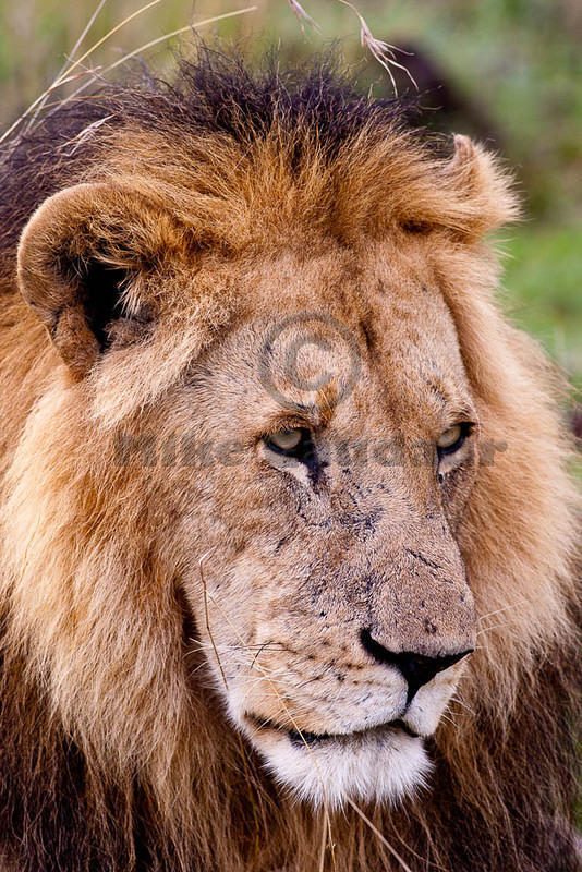 2012-04-16 Masai Mara MGP1817