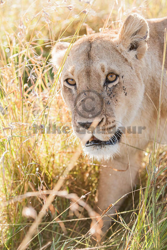 2012-08-10 Masai Mara MGP9064