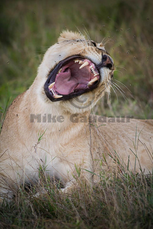 2012-10-20 Masa Mara MG 3954