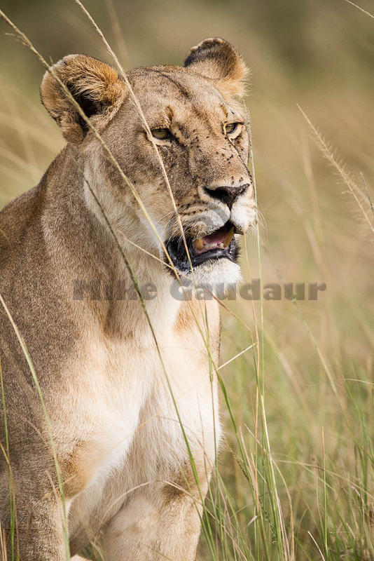 2012-10-20 Masa Mara MG 4195