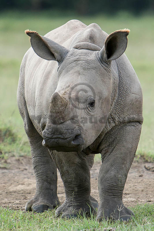 baby rhino vertical 07 07 22 Nakuru