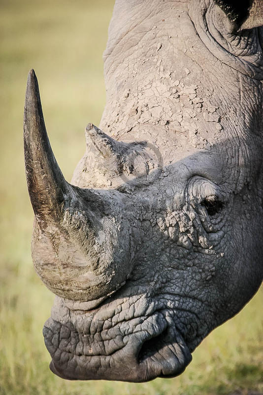 rhino face 03 10 12 Nakuru