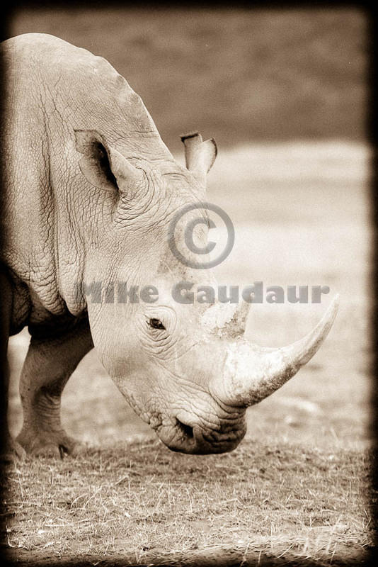 rhino profile sepia 03 10 12 Nakuru