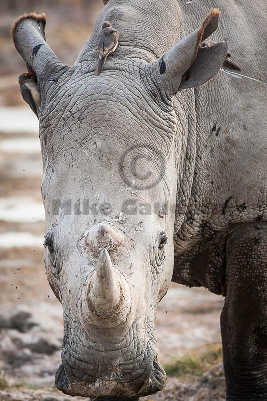 rhinoceros head facing camera 2012-3-15 Nakuru