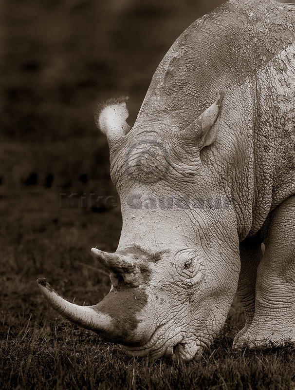 rhinoceros side view sepia 2012-04-12 Nakuru