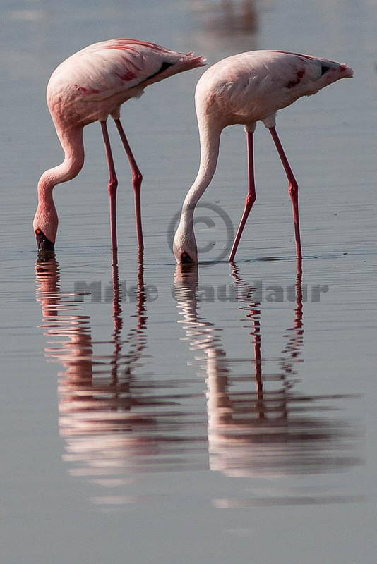 feeding flamingo pair 2012-04-12 Nakuru