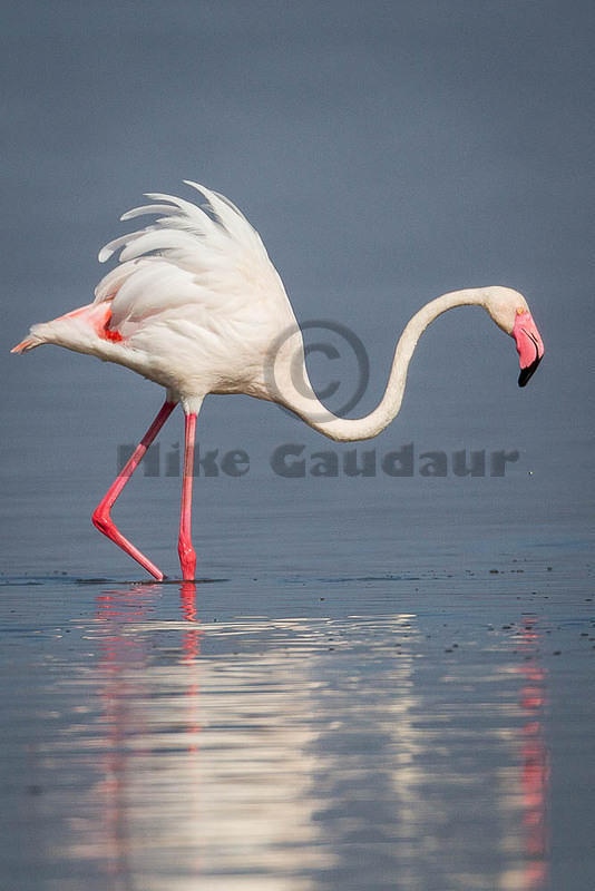 flamingo profile 10-12-09 Nakuru