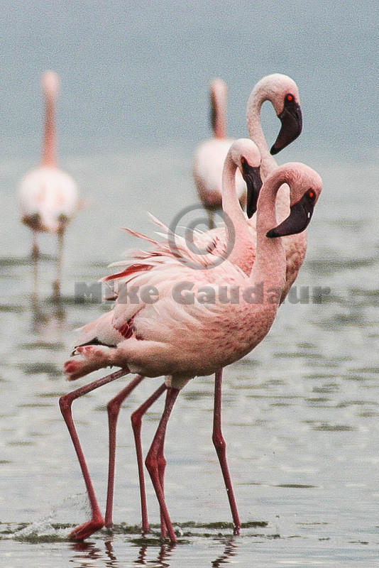 flamingo trio 03 10 12 Nakuru