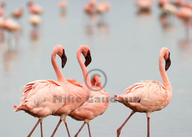 three and half flamingos 03 10 12 Nakuru