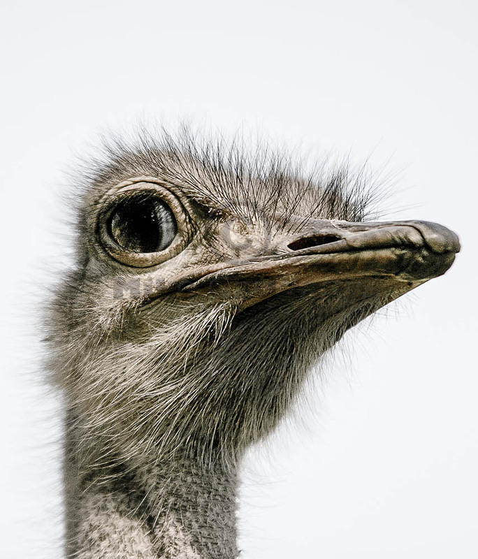 04 02 14 Melewa glaring ostrich