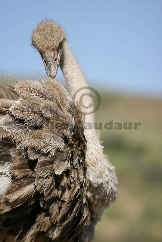 04 02 14 Melewa preening ostrich closeup