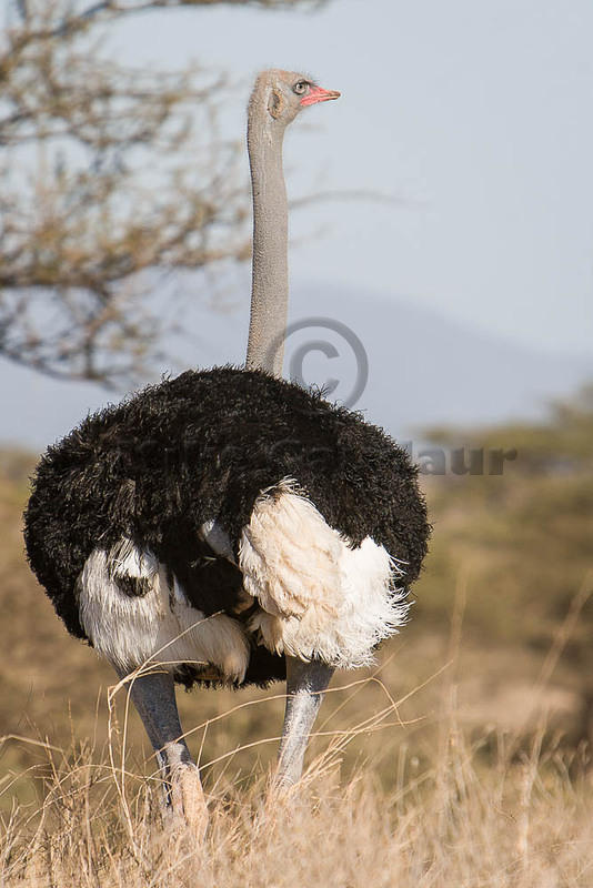 07 07 16 Samburu male ostrich full length back