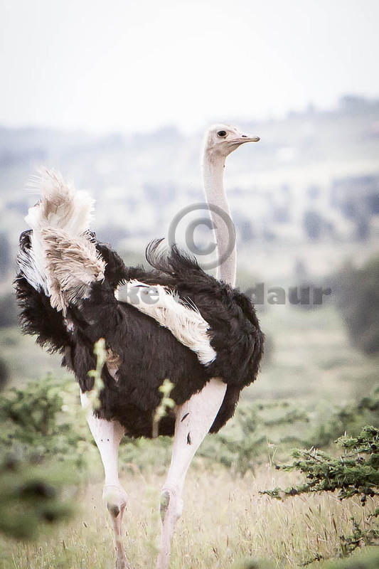 2011-04-15 Athi Plains ostrich creative flair