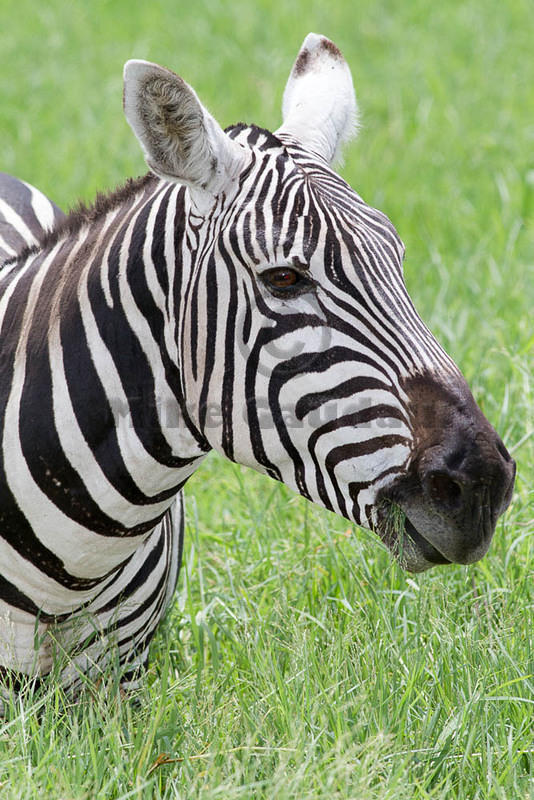 2011-11-6 Nakuru MG 6850