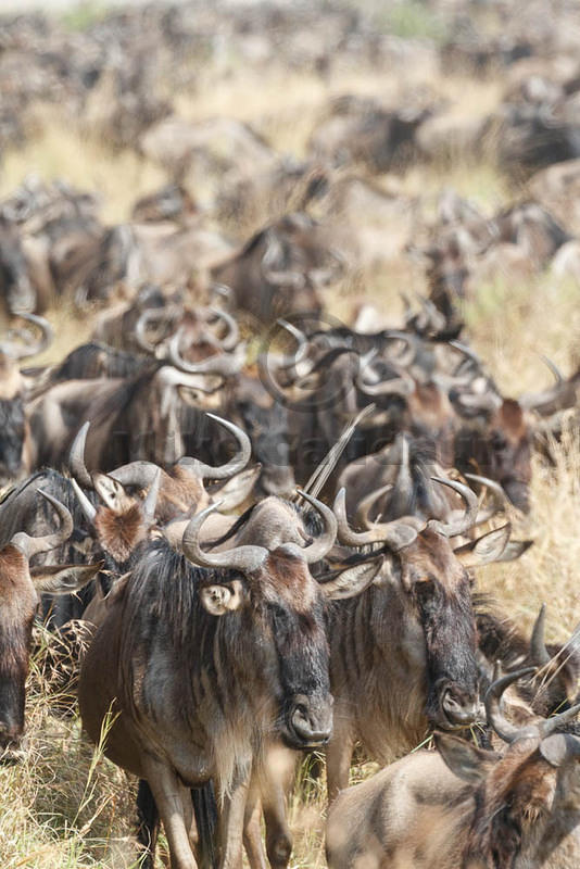 2012-07-21 Masai Mara MG 8271