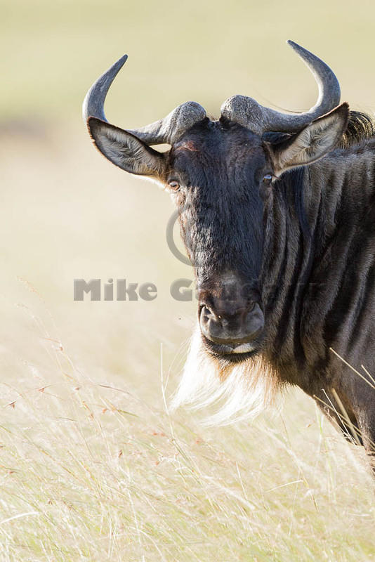 2012-08-10 Masai Mara MG 9866