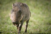 06 03 21 Abedare curious-warthog-piglet