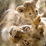 07 08 21 Masai Mara leisurely lions