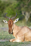 10-12-03 Masai Mara MG 3689