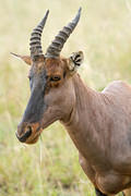 10-12-03 Masai Mara MG 4058