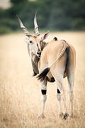 2012-07-21 Masai Mara MG 6769